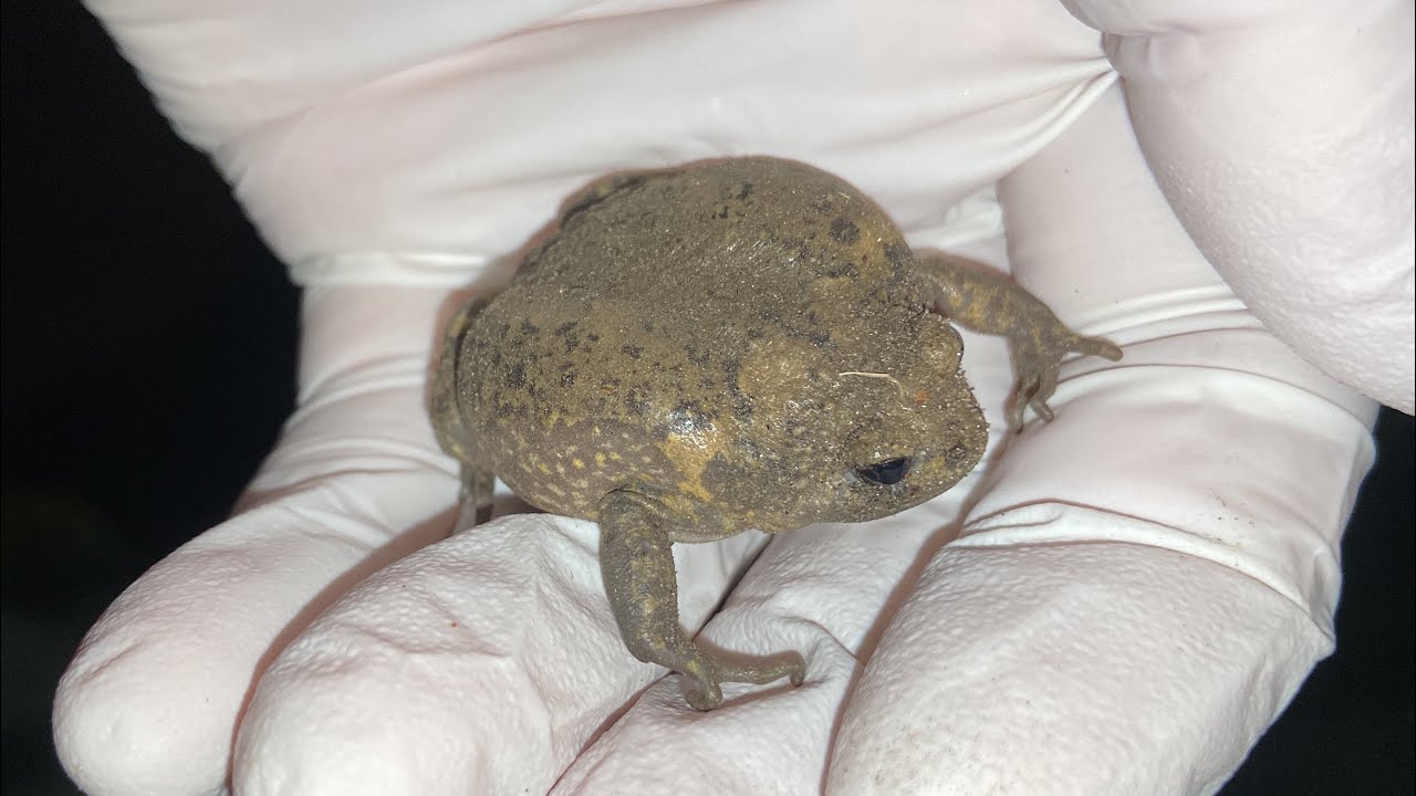 The Summer I Rescued 7000 Endangered Frogs - YouTube