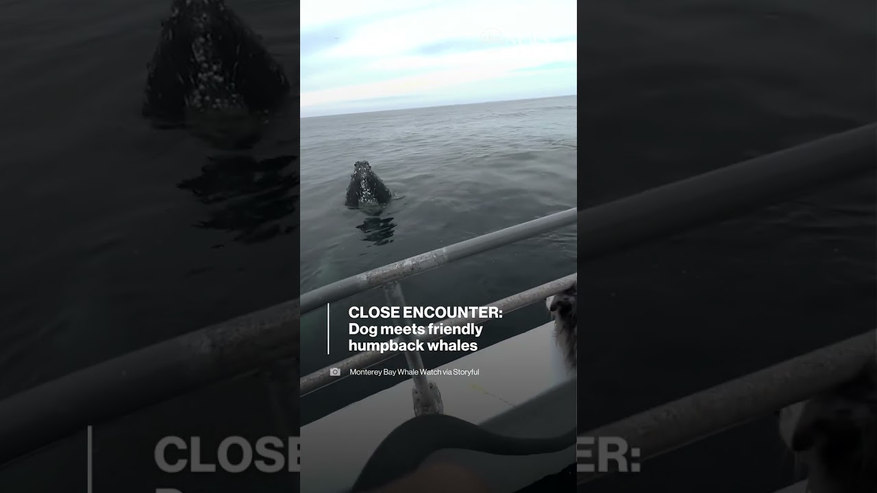 Dog has close encounter with friendly humpback whales