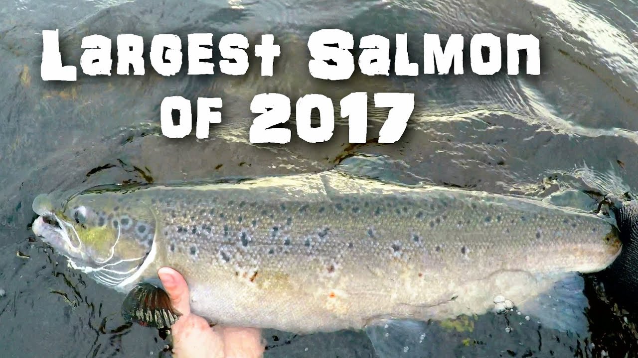 Largest Salmon of 2017 Atlantic Salmon Fishing Newfoundland YouTube