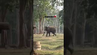 "Rare Elephant Sighting in Forest! Close Call 🔥 #ViralShorts"