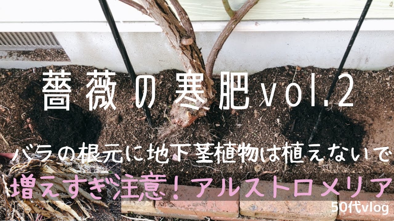 Gardening 薔薇の寒肥vol 2 薔薇の根元に地下茎植物は植えないで 増えすぎ注意アルストロメリア 50代vlog Youtube