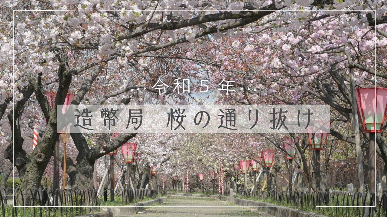 【おうちで通り抜け】令和5年造幣局「桜の通り抜け」（2023年4月撮影）