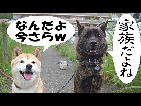 我が家に甲斐犬がやって来て3年が経った=!【甲斐犬・柴犬】