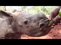 Maarifa's Rescue | Sheldrick Trust