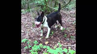 English Bull Terrier In Action