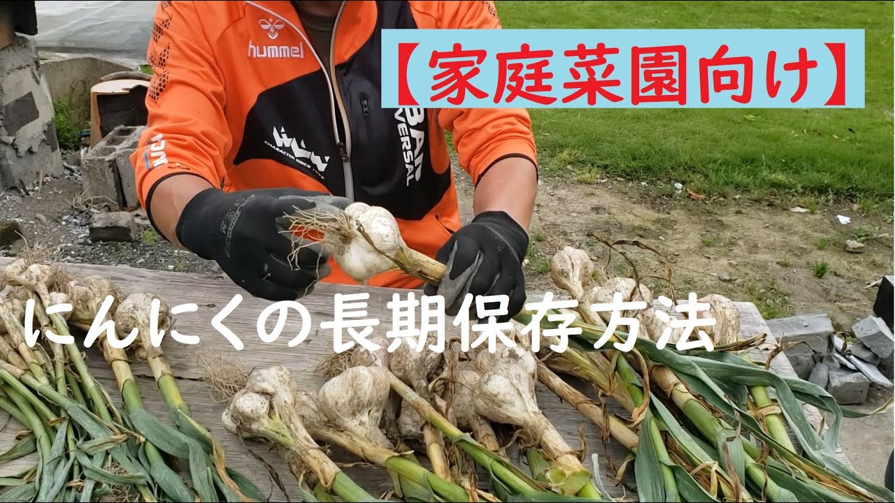 家庭菜園向け】ニンニクの長期保存方法、持続再生可能なニンニク栽培