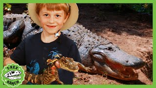 T-Rex Ranch | Giant Alligators at Wildlife Park! | Kids Family Fun Playground \& Surprise Toys Hunt