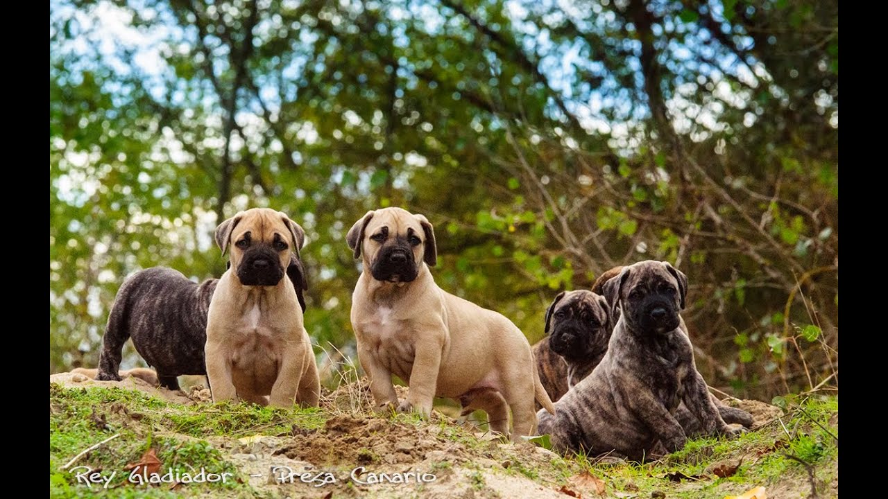 Life with Presa Canario - puppy power