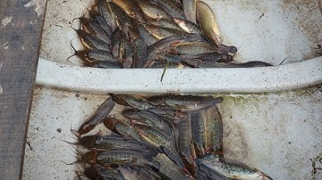 Kích cá trê vàng đồng mập đầu mùa đẩy côn đi ruộng dính thấy mê