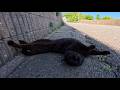 道路脇で寝ていた黒猫を撫でたら…ゴロゴロ転がって甘え始めた姿が可愛すぎた