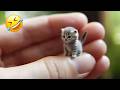 You Laugh You Lose 😂🤣 Funniest Cats and Dogs Videos 2026 😹🐶 Part 29