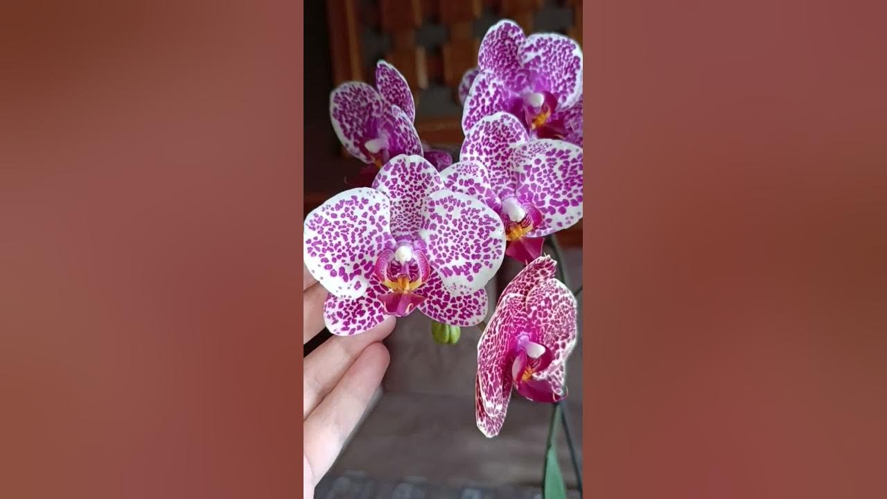 Dtps. (I-Hsin Sesame x Gem Leopard) ORCHIS Passiflora.ru - Сервис коллективных з