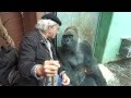 Gorilla Silverback Roututu meets his friend - Raymond Hummy Art - Sehnsucht - Desire
