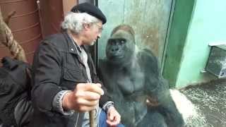 Gorilla Silverback Roututu Meets His Friend  Raymond Hummy Art  Sehnsucht  Desire