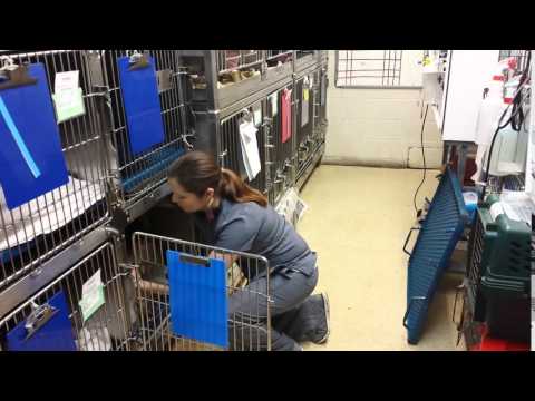 Feline bottom cage skill 9