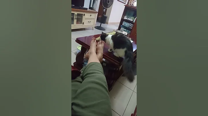 Video 11800791: persian siamese cat, cute persian siamese, siamese cats funny cute, siamese cat cute animals