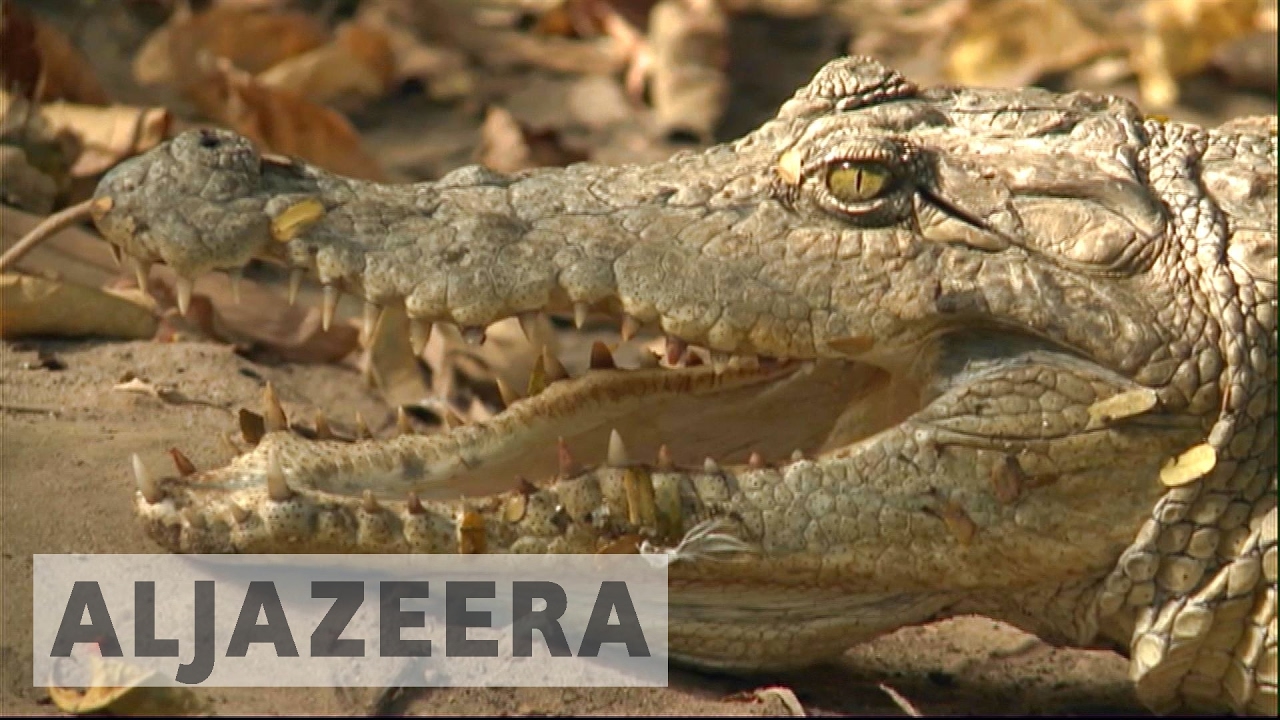 تأمل الحكومة الغامبية الجديدة في إنعاش السياحة