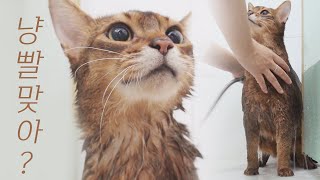 How to Bathe a Cat | Cat Showering like a Dog!