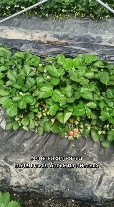 Результат применения Икар Фосто. #суперагро #икарфосто # ...