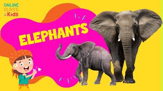 Elephants 101 | Elephants for Children | Elephants of Africa and Asia | Science Lessons for Kids