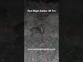 Muntjac 🦌 Pard Night Stalker Pro Night Vision Rifle Scope