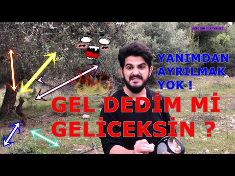 köpek eğitimi köpeğim dışarıda yanımdan kaçıyor gelmiyor sebebi ve çözümü #köpeğimyanımdadurmuyor