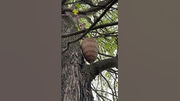 Wild Grapes harvest.. Natenadze Giorgi, Meskheti, Georgia.