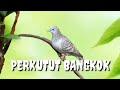 Perkutut Bangkok Gacor Masteran Perkutut Suara Merdu Q Chou Channel Mp3 - Mp4 Download