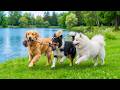 12 Hours of Dog TV for Dogs to Watch 🐶 Relaxing Dog Music🎵Help Calm Pets with Stress Relief for Dogs