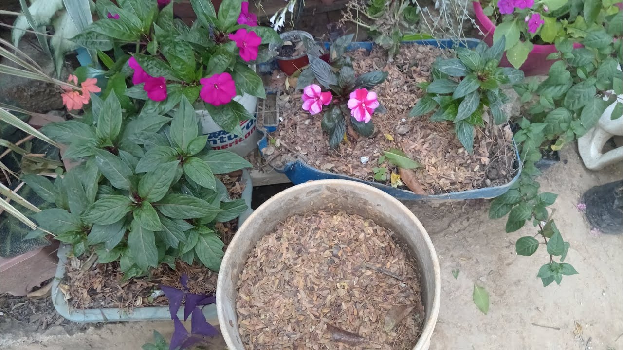 AQUÍ REFORTALECIENDO MIS PLANTAS CON ESTE NUTRIENTE O COMPONENTE ORGÁNICO 