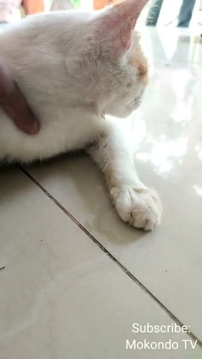 Begini Reaksi Kucing Ketika Mendengarkan Suara Adzan Di Masjid