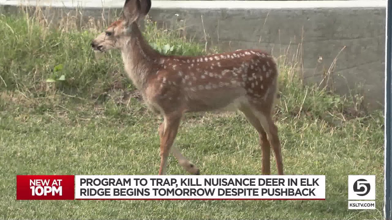 Ohio Nuisance Deer Permit Rules Pdf Ohio Nuisance Deer Permit Rules Pdf