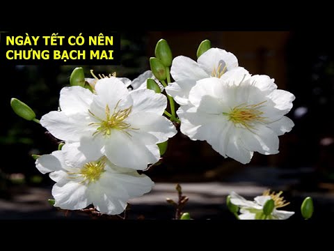 dimsum bạch mai Update 2022 LƯU Ý KHI CHƯNG BẠCH MAI TRONG NHÀ NGÀY TẾT