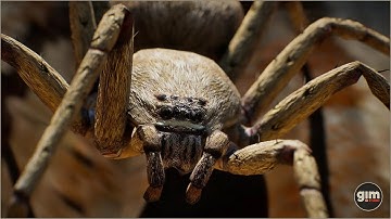 Spider animation preview