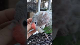 How Cuddly Is A Cape Parrot? Watch The Bliss