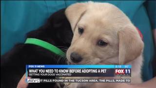Puppies cured of Parvo up for adoption