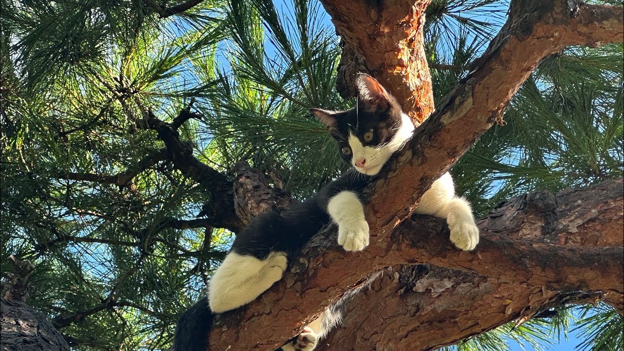 神奈川県道517号線奥牧野相模湖線の途中から山梨県・神奈川県道35号線四日市場上野原線の途中まで走ってみた。アホな会話をしてたので音声カット版