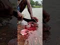 Relaxing Rain &amp; Traditional Fish Cutting | Fresh Rui Mach Preparation || ASMR