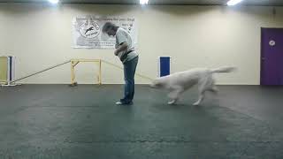 Eden Kennels: Heel work and Middle w Ella