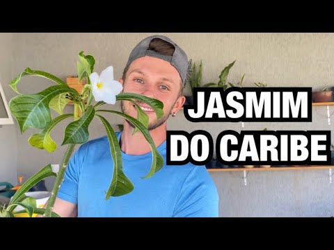 Vídeo: Flores de Jasmim - Como cuidar de uma planta de jasmim