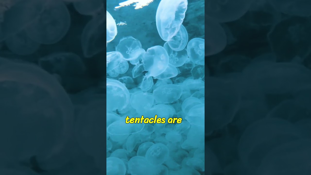 Deadly Beauty: The Power of Jellyfish Stings