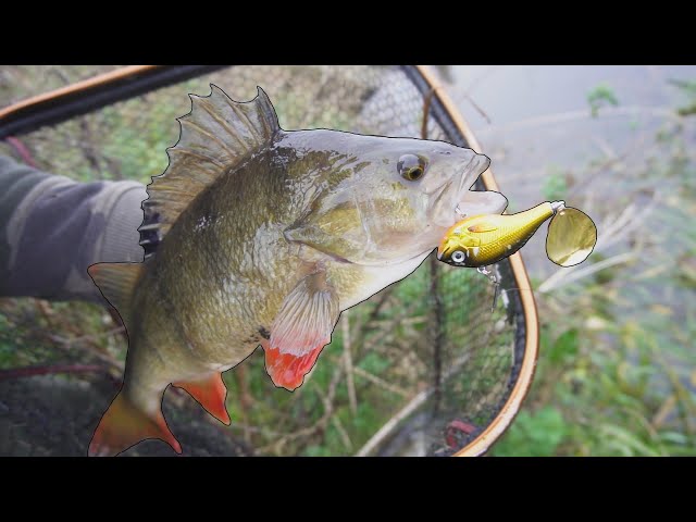 These Big Perch Were Nailing The Bait In Flood River Conditions