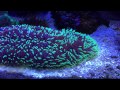 Corals moving (bonus clip)