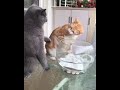 кот не дает кошке сьесть рыбку