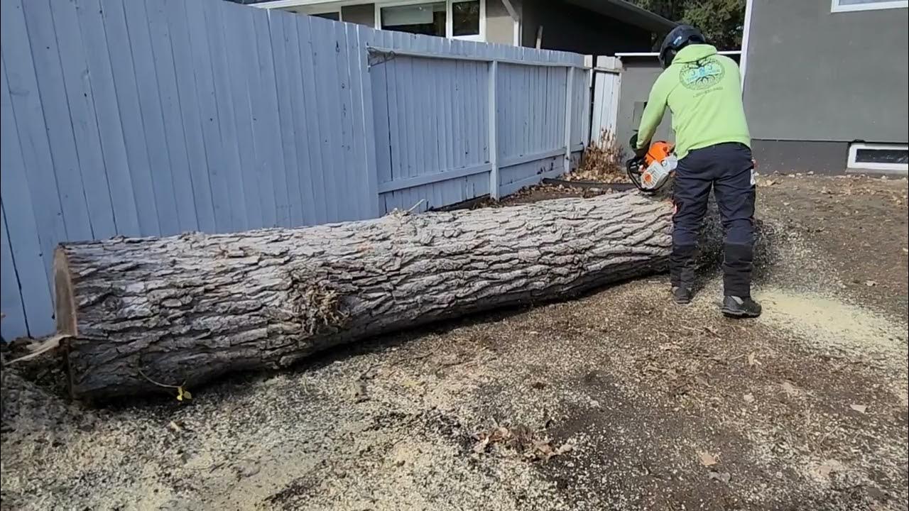 2 tree jobs completed today. YouTube