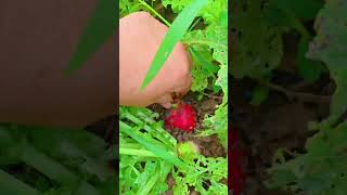 #Sharing my rural life #Creative inspiration #Fruit and radish #Agriculture