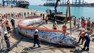 When the Abyss Breaks Open – A Rare Giant Oarfish Surfaces