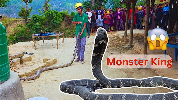 Largest King Cobra rescued from Kitchen | Gaint Snake | 11 Kg | 14.2 feet | Pyuthan | Basant Subedi