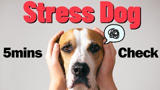 Quick Check: 5 Minutes to Spot Stress in Your Dog