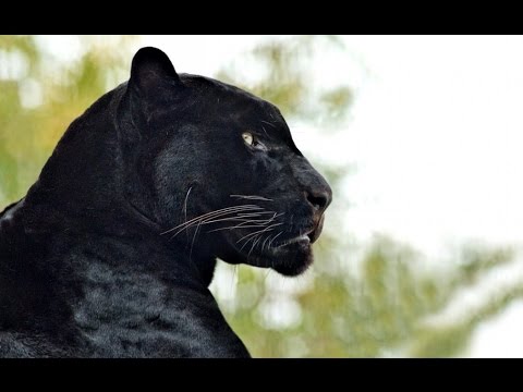 Чёрная пантера - Black Panther (Энциклопедия животных)